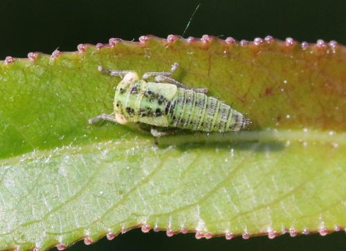 Réf. 326 057 : Macropsis albae